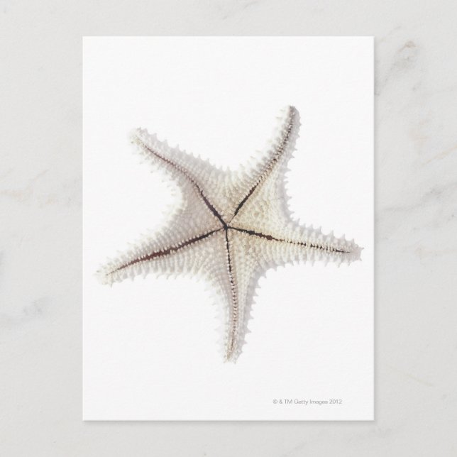Cartão Postal Esqueleto de Starfish, close-up (Frente)