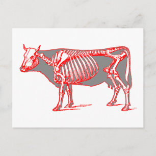 Cartão Postal Esqueleto de vaca
