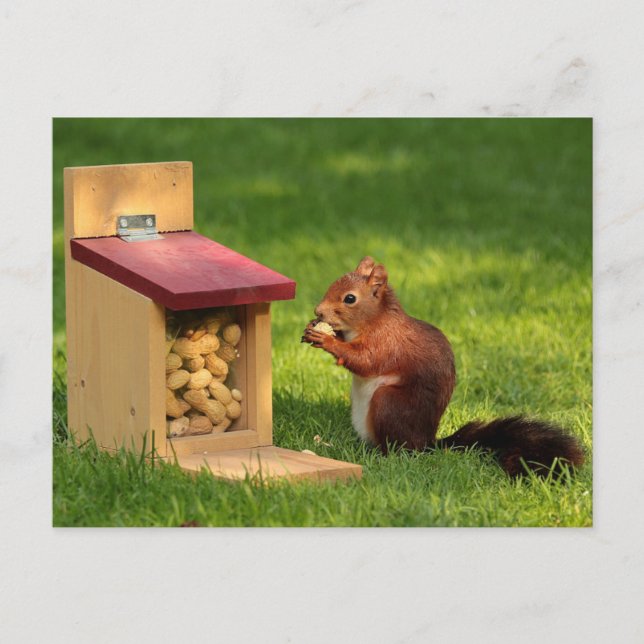 Cartão Postal Esquilo (Frente)