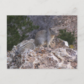 Cartão Postal Esquilo