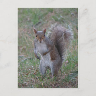 Cartão Postal Esquilo