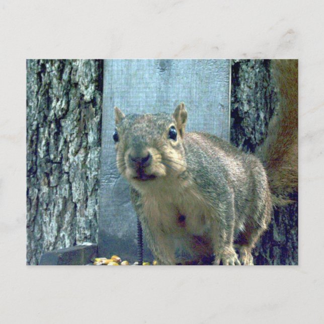 Cartão Postal Esquilo (Frente)
