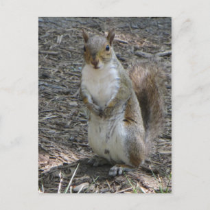 Cartão Postal Esquilo