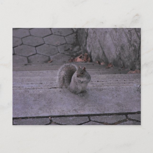 Cartão Postal Esquilo (Frente)