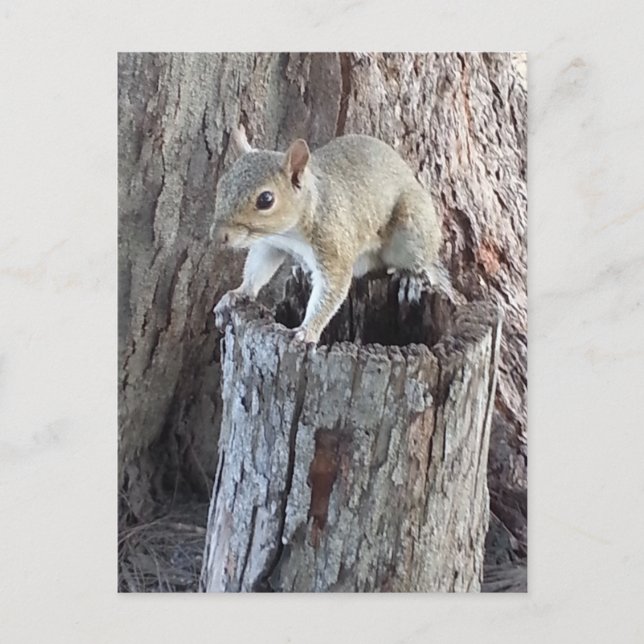 Cartão Postal esquilo (Frente)