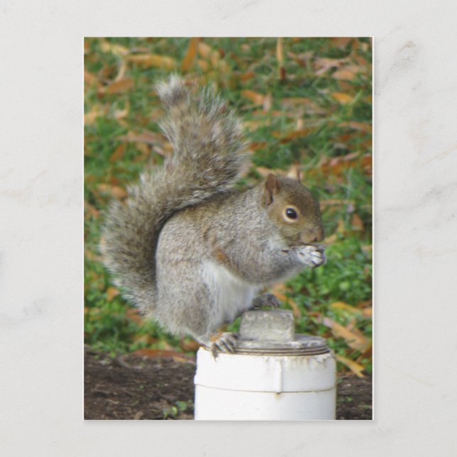Cartão Postal Esquilo (Frente)