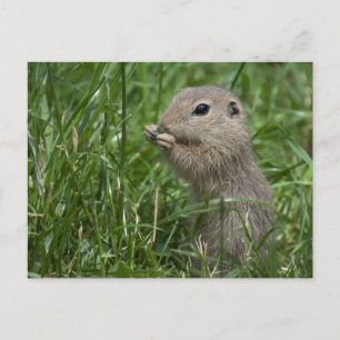 Cartão Postal Esquilo