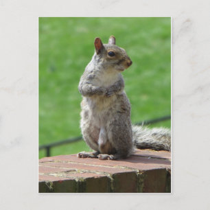 Cartão Postal Esquilo