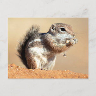Cartão Postal esquilo-antílope de Harris (Ammospermophilus)