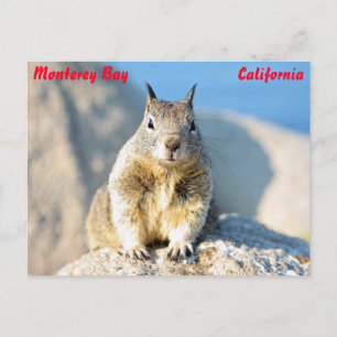 Cartão Postal Esquilo cinza, Baía de Monterey, Califórnia