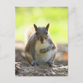 Cartão Postal Esquilo-Cinzento - Bute Park, Cardiff, País de Ga