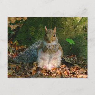 Cartão Postal Esquilo-cinzento - Bute Park, Cardiff, País de Gal