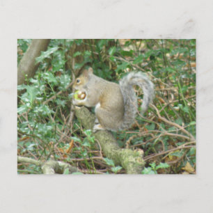 Cartão Postal Esquilo com Cartão-postal Acorn