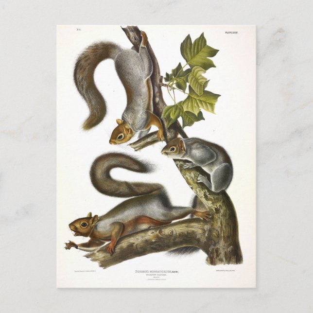 Cartão Postal Esquilo das Cinzas orientais (Esquilo Migratório)  (Frente)