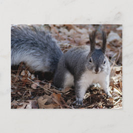 Cartão Postal Esquilo de cinza bonito no outono