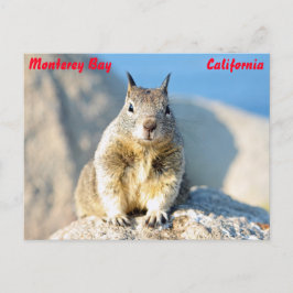 Cartão Postal Esquilo de cinza, Monterey Bay, Califórnia
