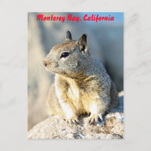 Cartão Postal Esquilo de cinza, Monterey Bay, Califórnia