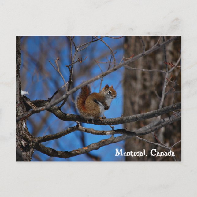 Cartão Postal Esquilo em Montreal (Frente)