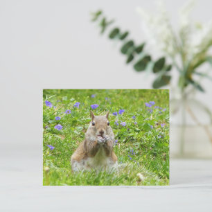 Cartão Postal Esquilo Entre Violetas Selvagens
