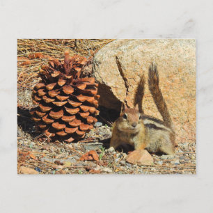 Cartão Postal Esquilo-listrado, vida selvagem, animais selvagens