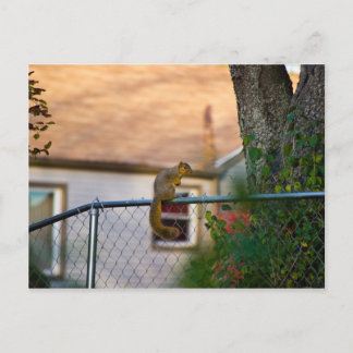 Cartão Postal  Esquilo no cerca / Esquilo no cercado