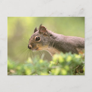 Cartão Postal Esquilo numa Árvore