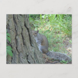 Cartão Postal Esquilo Peek A Boo -