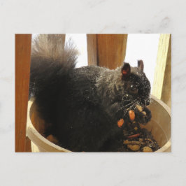 Cartão Postal Esquilo Preto de Olhos Brilhantes Comendo Amendoin