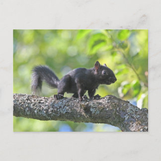 Cartão Postal Esquilo preto do bebê