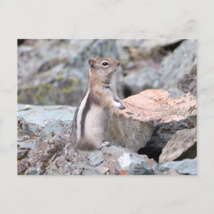 Cartão Postal Esquilo-Terrestre de Manto Dourado no Glacier II