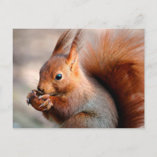 Cartão Postal Esquilo vermelho comendo avelã