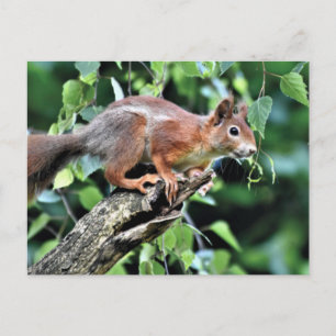 Cartão Postal Esquilo Vermelho na Árvore