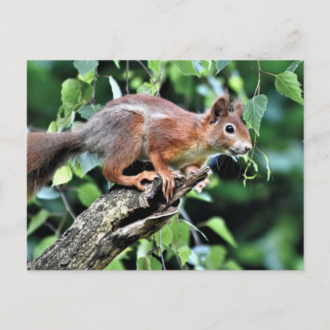 Cartão Postal Esquilo Vermelho na Árvore (Frente)