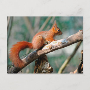 Cartão Postal Esquilo vermelho na árvore do galho