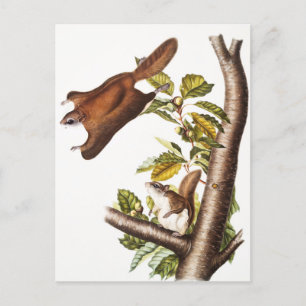 Cartão Postal Esquilo Voador de Oregon (Pteromys Origonensis)