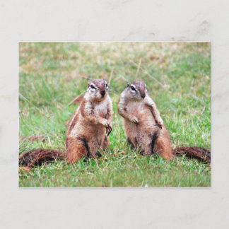Cartão Postal Esquilos gêmeos