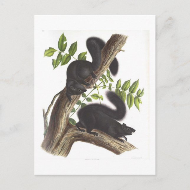 Cartão Postal Esquilos Pretos (Frente)