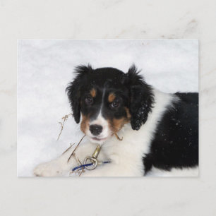 Cartão Postal ess bwt cachorrinho