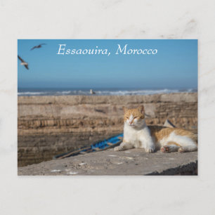 Cartão Postal Essaouira, Marrocos   Gato pelo mar