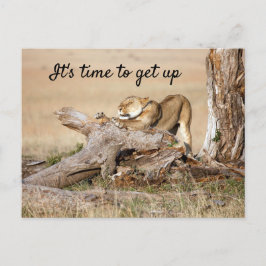 Cartão Postal Está na hora de levantar a foto do Leão com o SMS