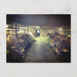 Cartão Postal Estábulo de vacas