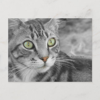 Cartão Postal Estado de condenação