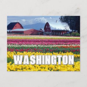 Cartão Postal Estado de Washington   Campo de Tulipas   Feliz An
