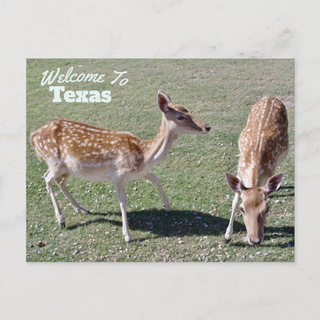 Cartão Postal Estado do Texas (Frente)