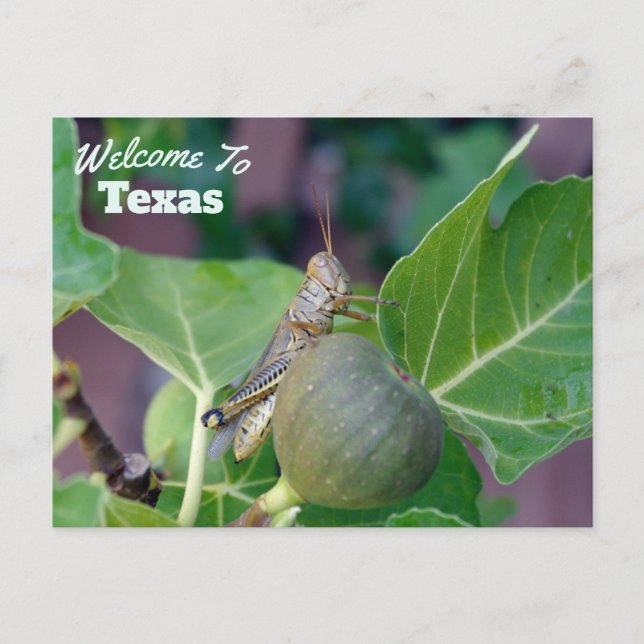 Cartão Postal Estado do Texas (Frente)