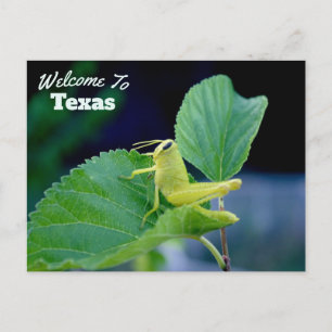 Cartão Postal Estado do Texas