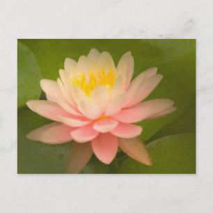 Cartão Postal Estados Unidos, Maryland, Westminster, União