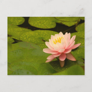 Cartão Postal Estados Unidos, Maryland, Westminster, União