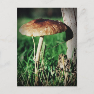 Cartão Postal Estaleiro