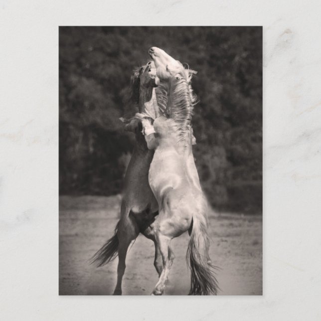 Cartão Postal Estalhões dançantes (Frente)